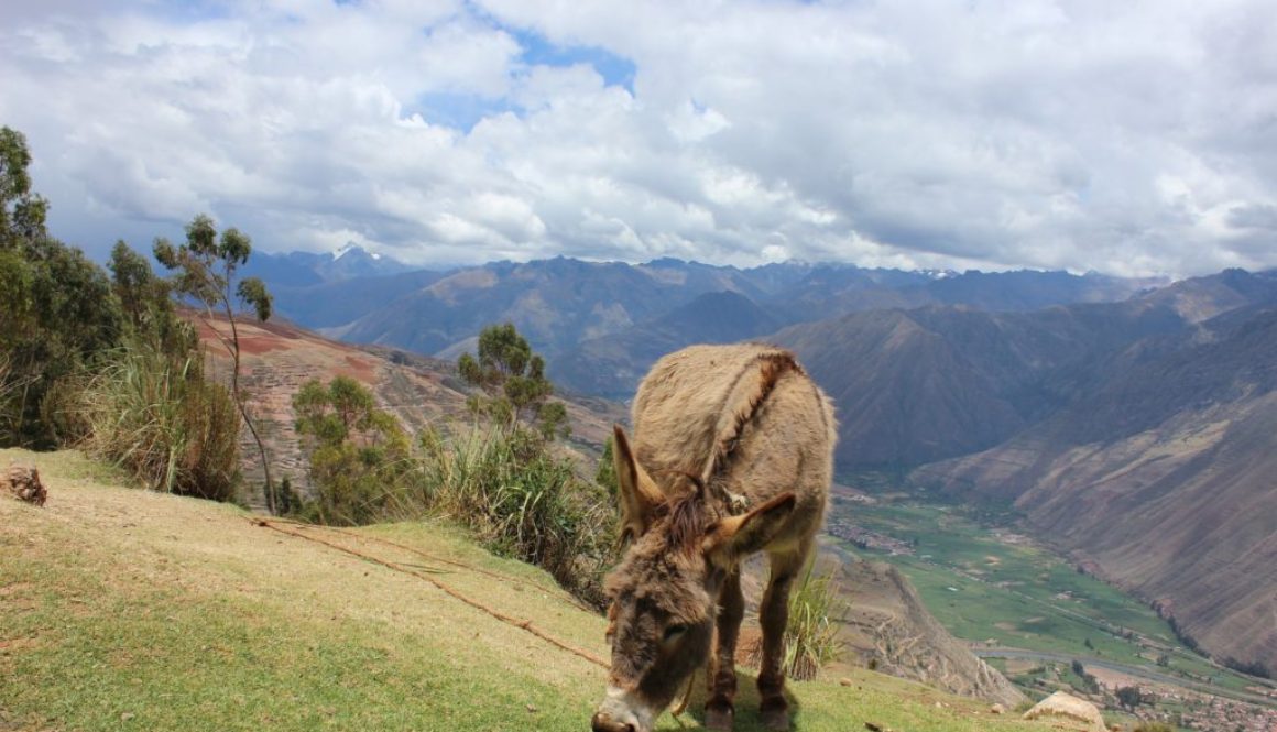 Peru's Sacred Valley is home to Machu Picchu - its most famous site - as well as Ollantaytambo, Salinas, and Moray. These archaeological ruins are best...