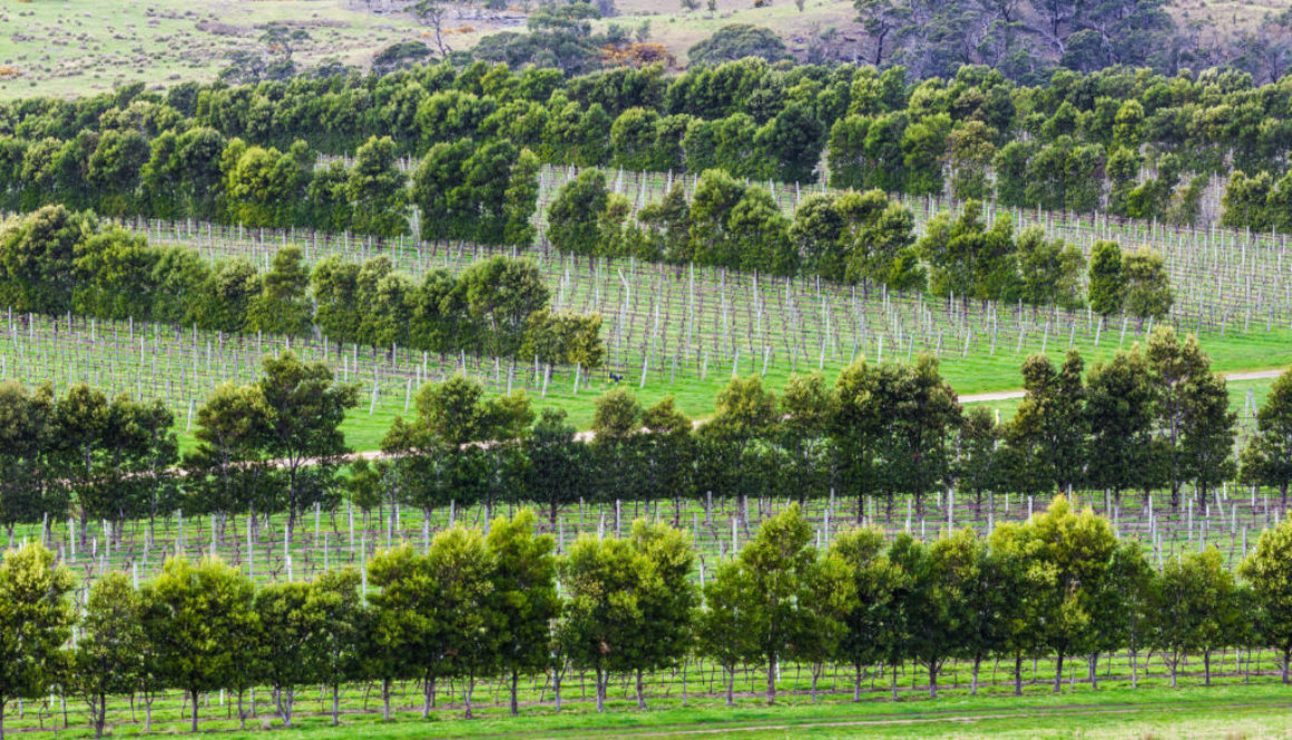 For the longest time, Australian wine consisted of sweeter wines or box wine... today, there are hundreds of recognisable wineries and several excellent...