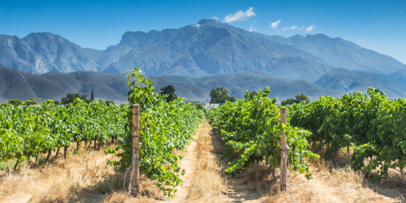 South African wine is among the oldest in the world, but only known on the international stage for about twenty years. Today, luxury travel to this remote region is high on food and wine lovers lists.